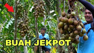 Explore Air Terjun Tengah Hutan Yg Dipenuhi Buah Liar Langka amp Hampir Terperosok Jurang [upl. by Blanchard]