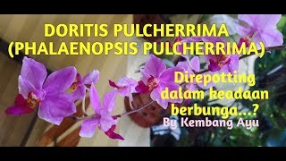 ANGGREK DORITIS PULCHERRIMA PHALAENOPSIS PULCHERRIMA DIREPOTTING DALAM KEADAAN BERBUNGA [upl. by Arlette991]