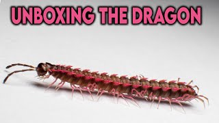 Unboxing Pink Dragon Millipedes UNBOX [upl. by Elo]