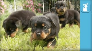 Amazing Rottweiler Puppies CUTEST COMPILATION EVER  Puppy Love [upl. by Alat918]