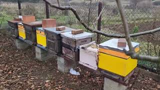 Ten sublimator działa Warroza sypie się Przetykam dyszę Daje ocieplenie nature beekeeping bee [upl. by Edette]