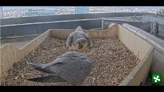 Milaan Bonding peregrines 07092024 [upl. by Westley81]