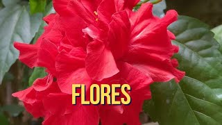 Flores [upl. by Enitsuj]