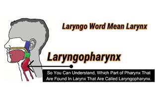 Laryngopharynx Overview  Just 2min You Know About Laryngopharynx  Medical Discovery [upl. by Harelda275]