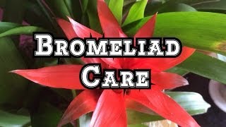 Bromeliad Care Growing Guzmania Bromeliads Indoors in Beautiful Displays [upl. by Axel]