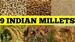 Millets Of India Bajra Jowar Ragi KodraKodo Kangni Sanwa Hari Kangni Kutki ChenaProso Millet [upl. by Yrek]