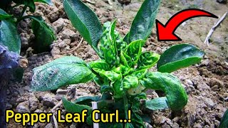 5Reasons of Bell Pepper Leaf Curl Problem  Pure Greeny [upl. by Beaufort]