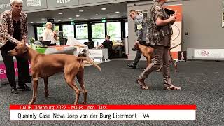 Rhodesian Ridgeback Show 2022 [upl. by Llednol]