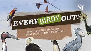 Everybirdy out Moving 3500 birds from Bird Park to Bird Paradise [upl. by Romulus]