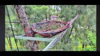 Wildlife Rescue of Dade County Eagle Nest Cam [upl. by Shaughnessy32]