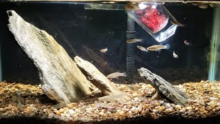 Wild Caught Mosquito Fish Go Nuts For Bloodworms [upl. by Deryl]