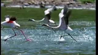 The Great Flamingo Escape  Massive Nature  BBC Earth [upl. by Giguere264]