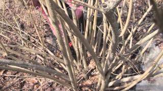 How to Prune Forsythia [upl. by Jennette]