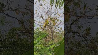 ASMR the sound of birds chirping in the morning asmr birds birdshorts animals animalshorts [upl. by Sivatco]