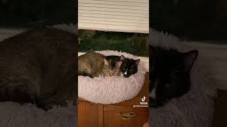 Pepper The Feral Cat Is Cuddling With Felix Our Tuxedo Cat [upl. by Aisenet635]