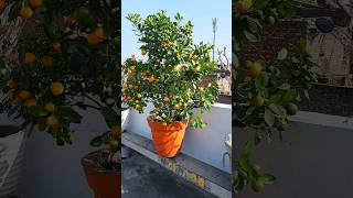 beautiful orange plant  orange tree  calamondin orange gardening [upl. by Hailat]