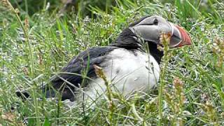 Papageientaucher Fratercula arctica  Puffin  Island [upl. by Demmahom]