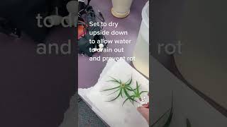 Air Plant Care Tips Easy Guide for Healthy Tillandsia 🌱 [upl. by Manoop]