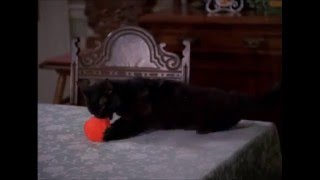 Ball of yarn  salem saberhagen [upl. by Harriette]