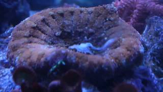 mini carpet anemones spawning in my reef [upl. by Anglo]