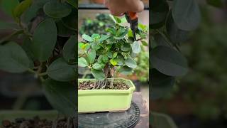 Ficus Microcarpa Bonsai Pruning [upl. by Alwin321]