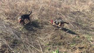 31817 Bring Em Back Beagles Buckshot bred beagles running a cottontail [upl. by Irrab]