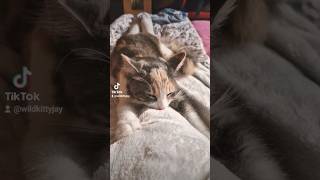 Fawn 6mthsshe loves my dressing gown lol kitten kitte2024 kittendaily kittensleeping catlover [upl. by Ardnekal]