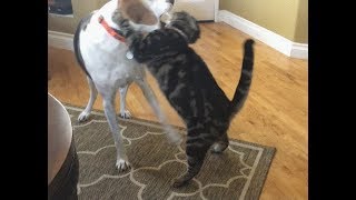 treeing walker coonhound vs cat [upl. by Corabelle924]