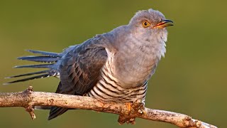 Bird sounds – Common cuckoo Cuculus canorus [upl. by Naicad]