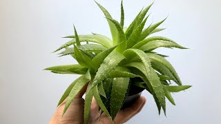 Aristaloe Aristata [upl. by Lattie]