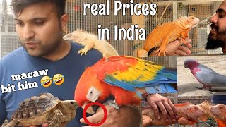 Crazy Animals amp their real Prices in India Best Care for Cockatoos Macaws [upl. by Mariam803]