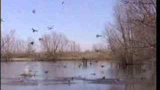 Reelfoot Lake Duck Hunting Guides 7315884531 [upl. by Zuliram]