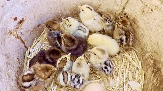 كتاكيت الفيومي خرجوا🐣،… بروتين مجاني،… تربية الدجاج البلدي في سطح المنزلnew fayoumi chicks [upl. by Raquel]