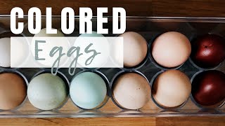 Chicken Breeds That Lay Colored Eggs  A Look Inside our Egg Basket [upl. by Maryellen284]