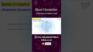 Circulatory System  Blood Circulation [upl. by Odlopoel766]