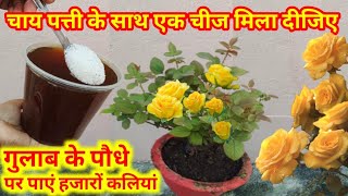 चाय पत्ती के साथ एक चीज मिला दीजिए और गुलाब के पौधे पर पाएं हजारों कलियां  Rose Plant not Flowering [upl. by Anitnuahs]