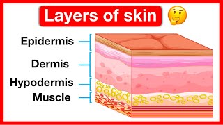 Layers of skin ✋  Human skin anatomy  Easy learning video  5 senses [upl. by Risan]