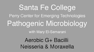 SFC Pathogenic Microbiology Aerobic G Bacilli Neisseria and Moraxella [upl. by Iver]