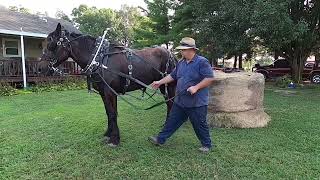 Intro to “OneJerk Line” Driving for draft horses and mules 006 [upl. by Sherwynd]