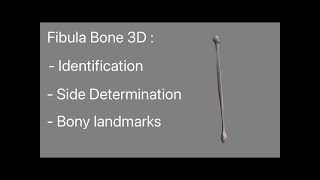 Fibula Bone 3D anatomy model animation Side determination relation with tibia bone  Osteology [upl. by Hasseman]