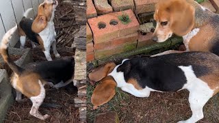 BEAGLES hunt Mice 🐁 in woodpile [upl. by Ayikur]