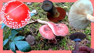 Pilze Oktober 🍁🍄 Verachtete Hexenröhrlinge Safranschirmlinge Reizker und mehr 🍄 Pilzarten Herbst [upl. by Yelsnik]