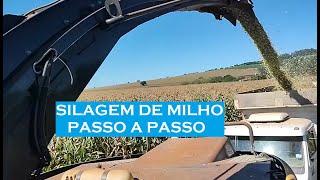 🌽SILAGEM DE MILHO 2024 COMO FAZER UMA SILAGEM DE QUALIDADE PARA SEUS ANIMAIS🌽 [upl. by Vada]