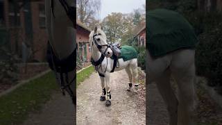 Halten die Gamaschen was sie versprechen 😮 Wir probieren es aus pferdeliebe pferde horse [upl. by Pedro]