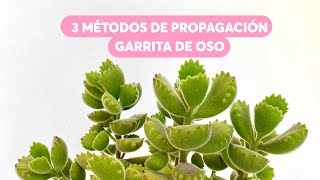 Propagación de suculenta garrita de oso o Cotyledon tomentosa [upl. by Sterner]