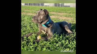 Bandog puppies 65 months old  Home training Alyia Axim amp Aston Héra x Bono [upl. by Odnumyer]