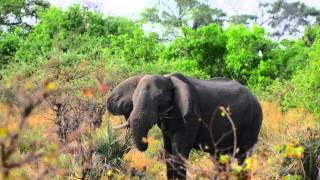 Okavango Delta Botswana [upl. by Krenek603]