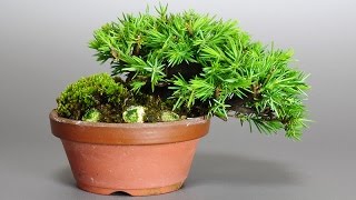 Juniperus communis subsp alpina  Alpine Juniper Bonsai [upl. by Htes376]