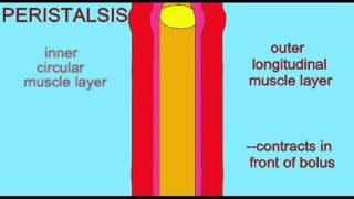 DIGESTIVE SYSTEM PERISTALSIS [upl. by Mita]