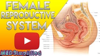 Female Reproductive System Made Easy  Organs amp Functions [upl. by Sigvard]